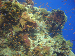 incontro paesaggio reef classico