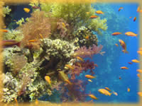 Acquario di Allah